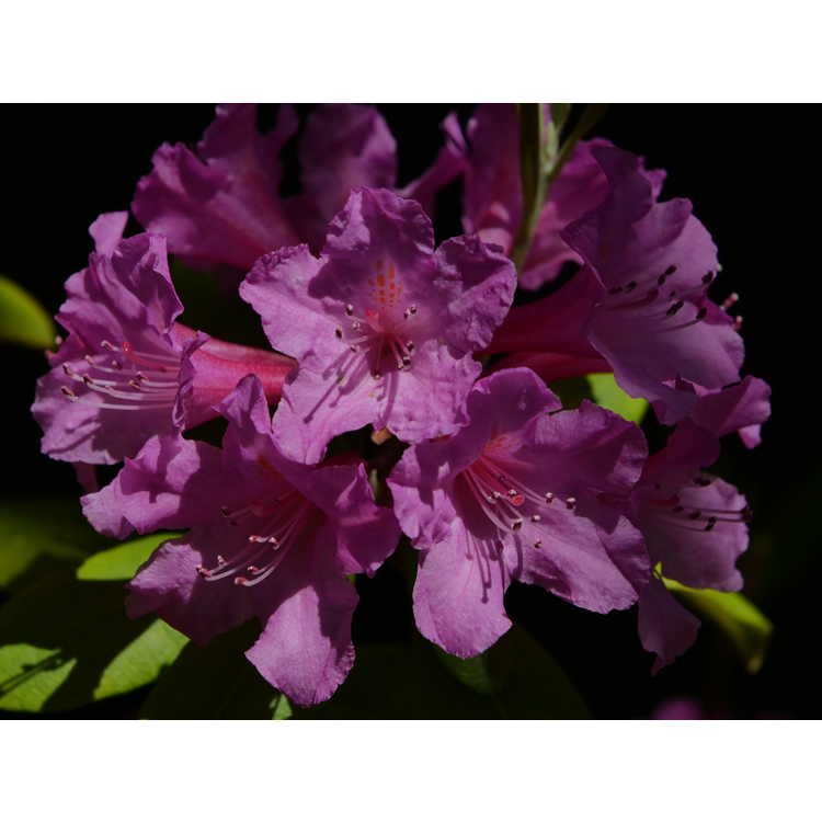 Rhododendron minus Southern Cerise