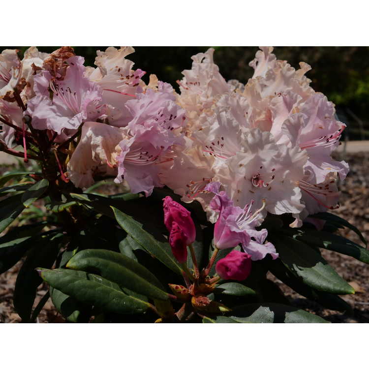Rhododendron Ncrx1 Dandy Man Color Wheel
