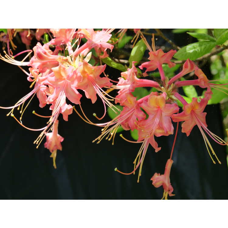 <em>Rhododendron flammeum</em> 'Early Red Flame'