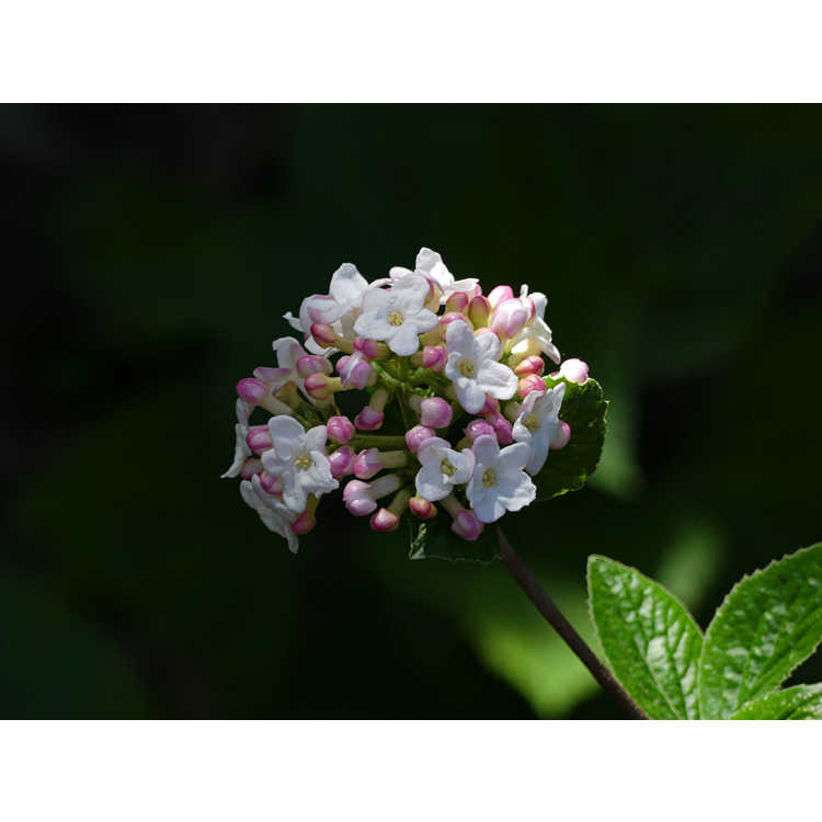 Viburnum ×burkwoodii 'Duvone'