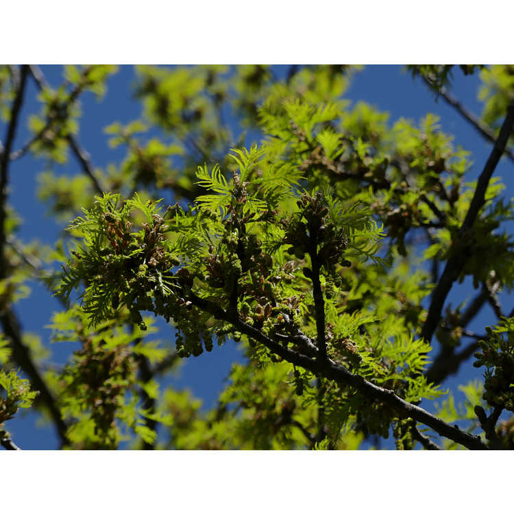 Quercus robur Pectinata