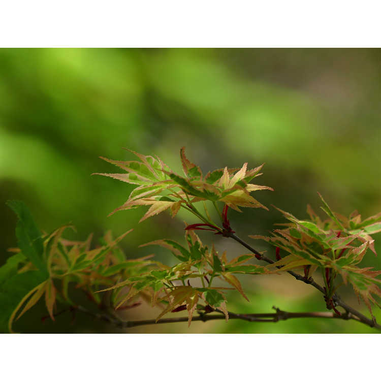 Acer palmatum 'Beni schichihenge' - variegated pink-leaf Japanese maple