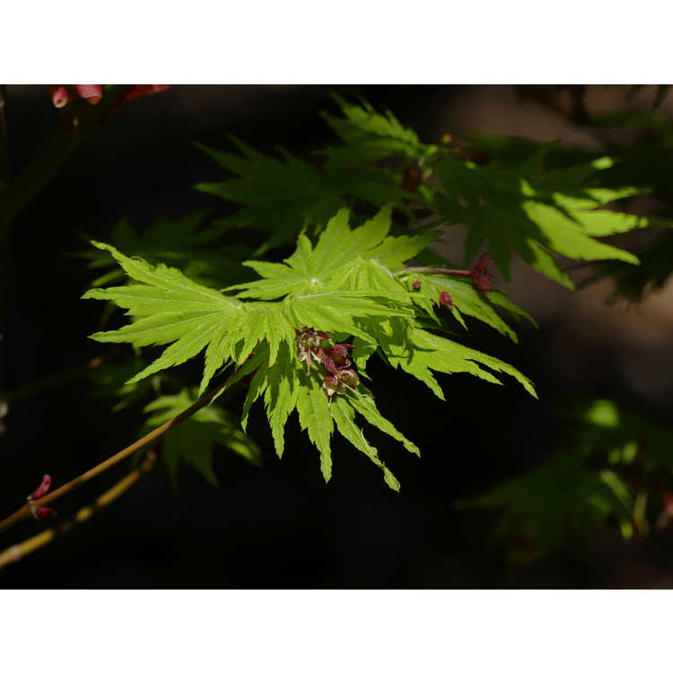Acer shirasawanum tenuifolium Keikan Zan