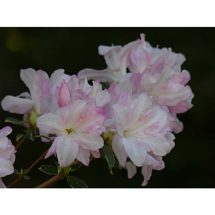 <em>Rhododendron</em> (variegated pink)