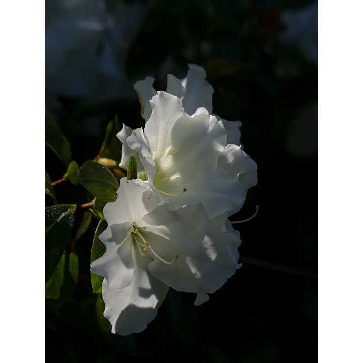 Rhododendron 'Alaska'