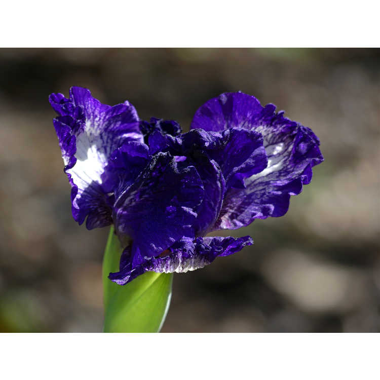 intermediate bearded iris