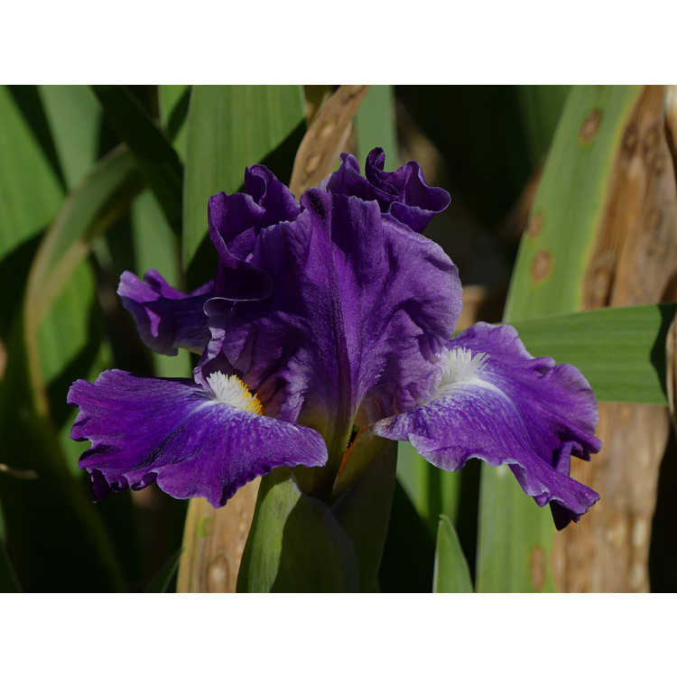 Iris Sparkling