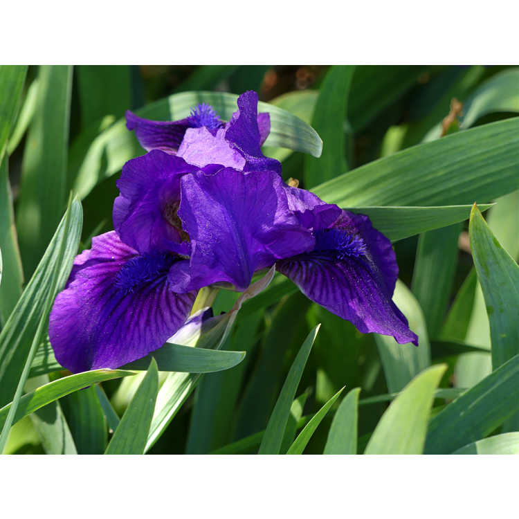 Iris 'Flower Shower'