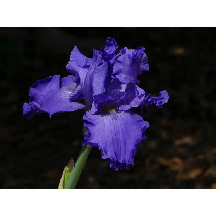Iris Pure Sapphire