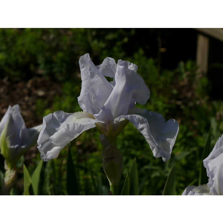 Iris - iris
