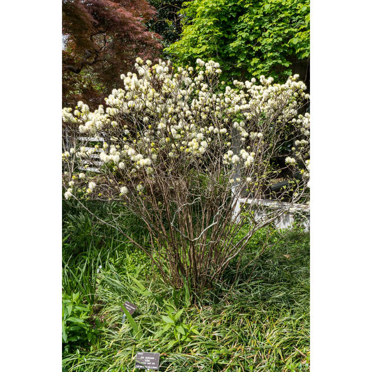 Fothergilla ×intermedia 'Mount Airy' - fothergilla