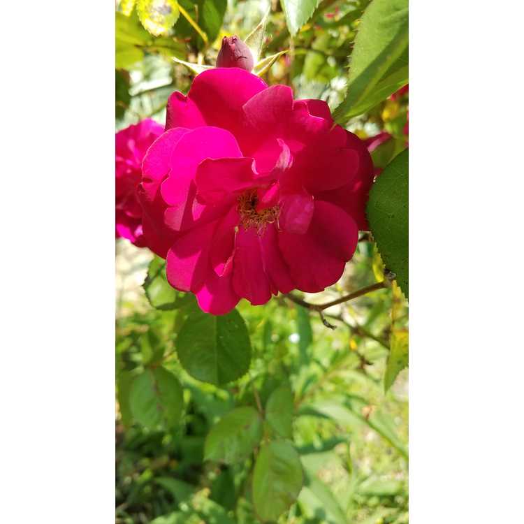 Rosa 'Dr. Huey' - climbing rose