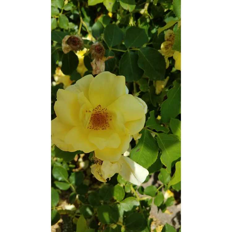 Rosa 'Radsun' - Carefree Sunshine shrub rose