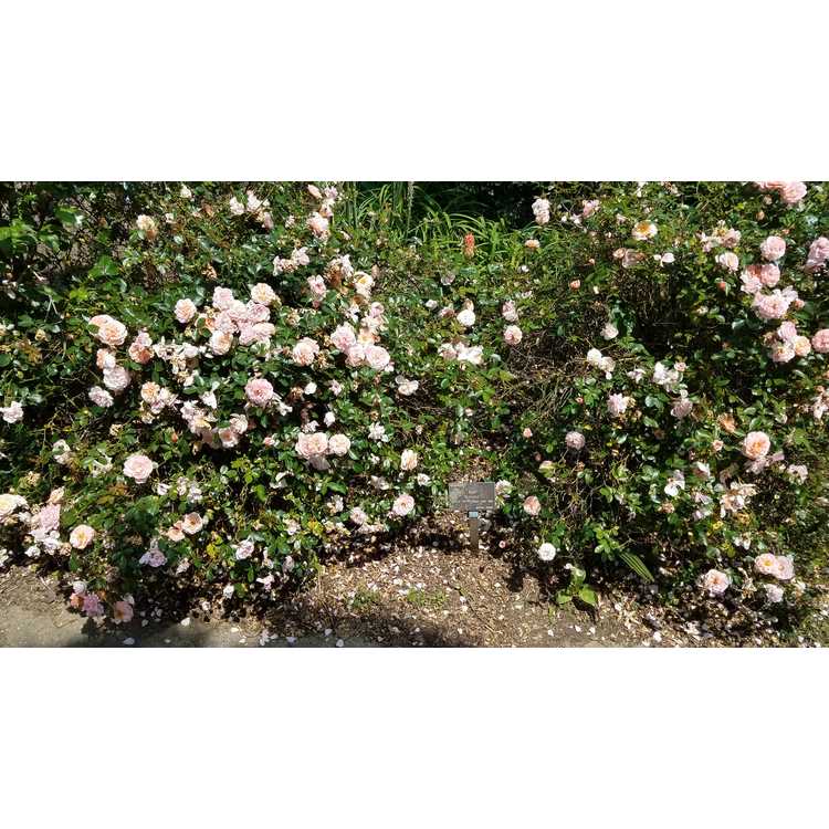 Rosa 'Meimirrot' - Apricot Drift ground cover rose