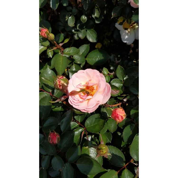 Rosa 'BAIypso' - Easy Elegance Calypso compact shrub rose