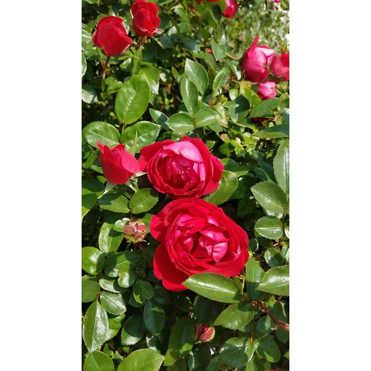 Rosa 'Meimacota' - The Grand Champion shrub rose