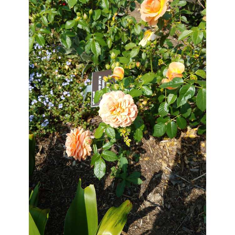 Rosa 'Horcogjil' - At Last floribunda rose