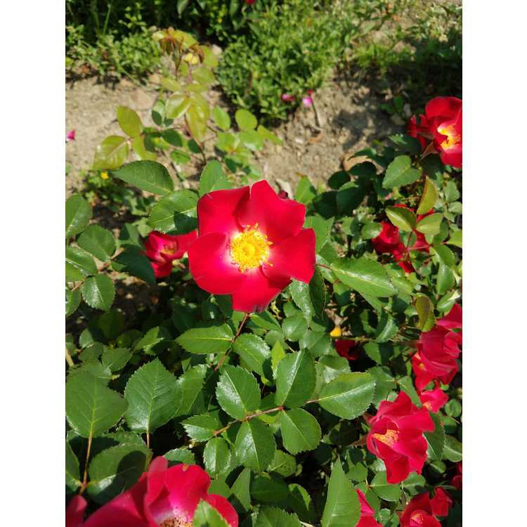Rosa 'BAIneon' - Easy Elegance Screaming Neon Red shrub rose