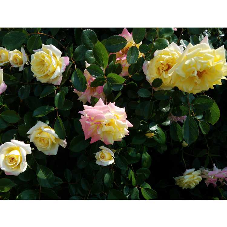 Rosa 'BAIbox' - Easy Elegance Music Box Music Box shrub rose
