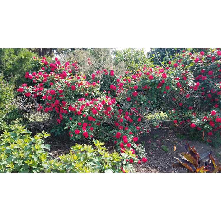 Rosa 'BAIsuhe' - Easy Elegance Super Hero shrub rose