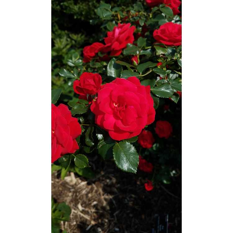 Rosa 'BAIsuhe' - Easy Elegance Super Hero shrub rose