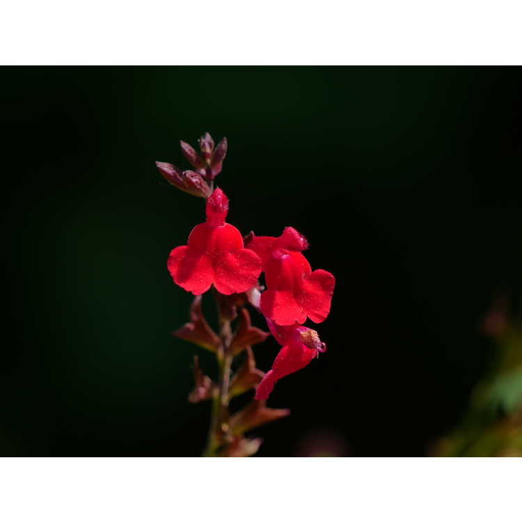 Salvia 'Red Letter'