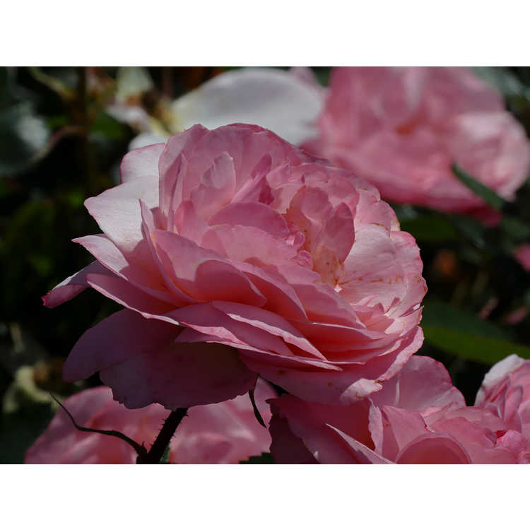 Rosa 'BAIypso' - Easy Elegance Calypso compact shrub rose