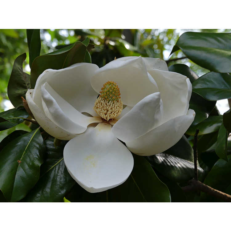 Magnolia grandiflora 'Southern Pride'