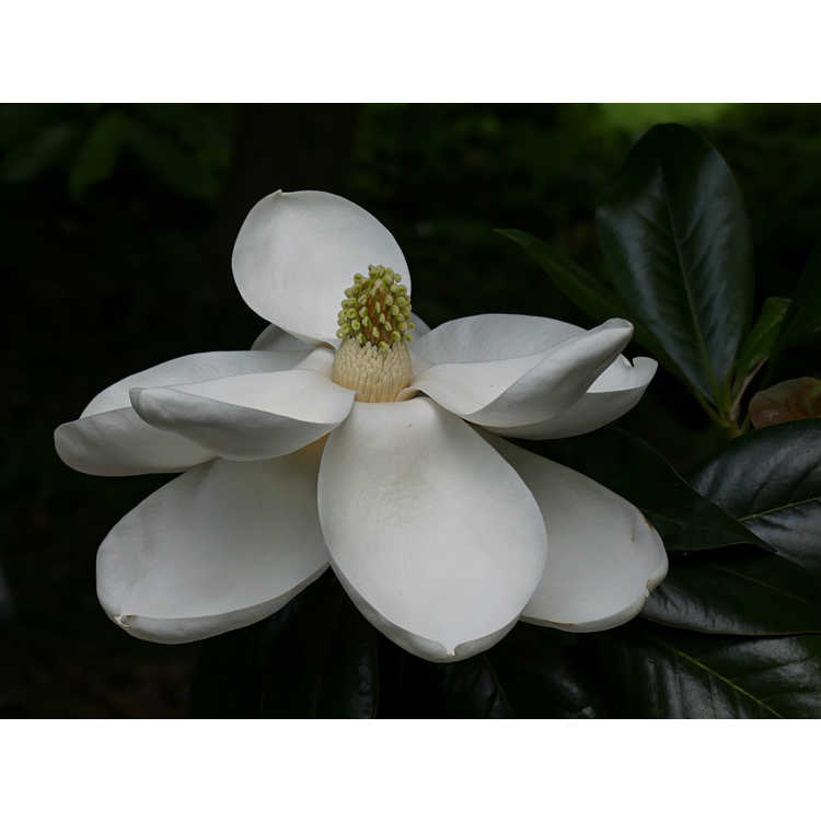 Magnolia grandiflora 'Emerald Spire'