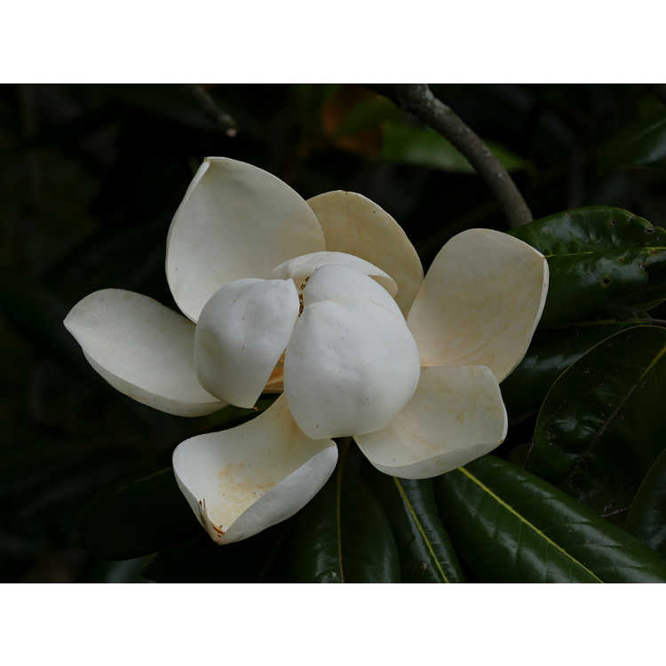 Magnolia grandiflora 'Poconos'