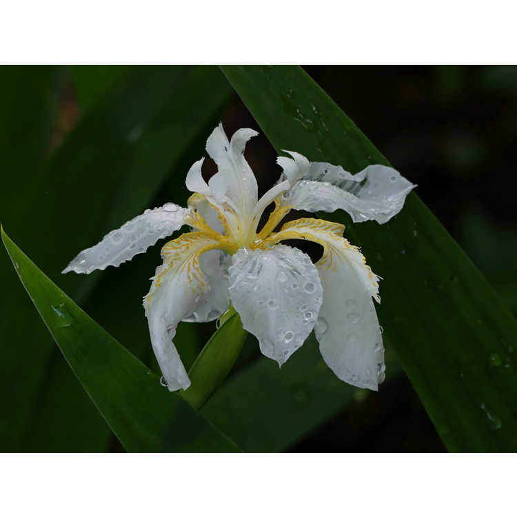 Iris tectorum 'Alba'