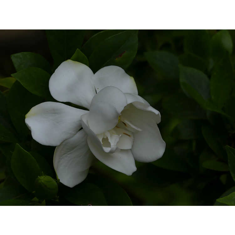 Gardenia jasminoides 'Leeone' - Jubilation Cape jasmine