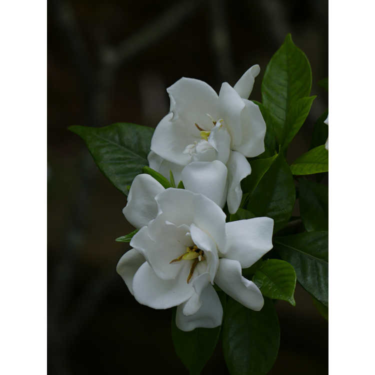 Gardenia jasminoides 'Chuck Hayes' - Cape jasmine