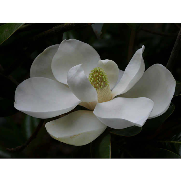 Magnolia grandiflora Ferruginea