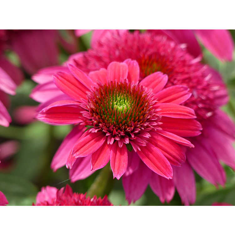 Echinacea 'Giddy Pink'