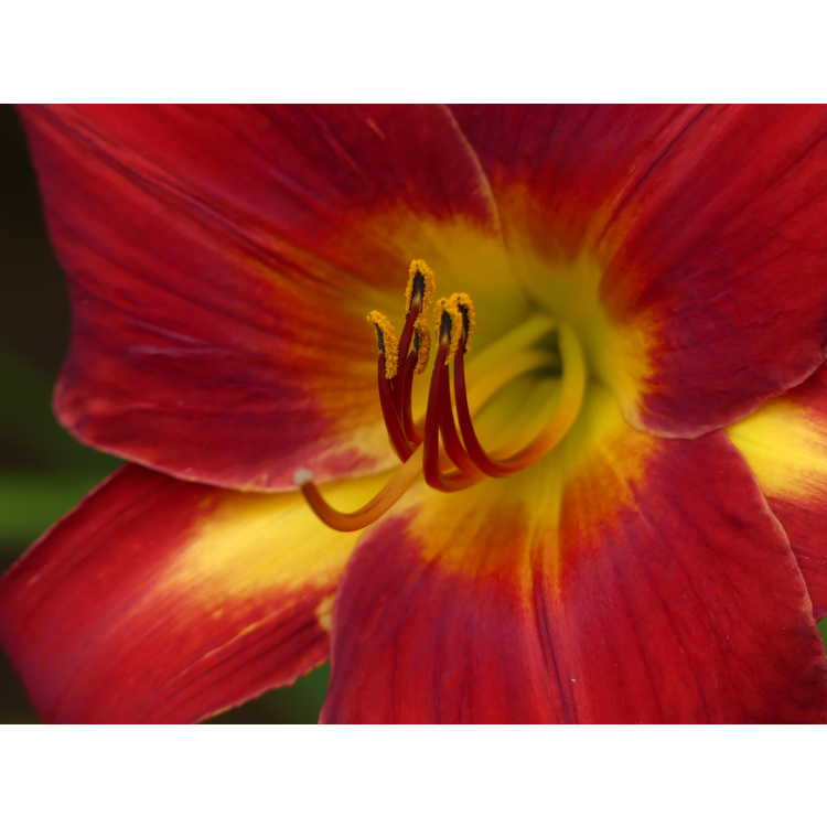 Hemerocallis - daylily