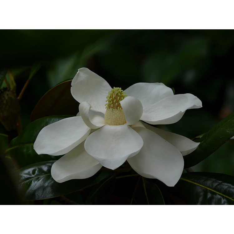 Magnolia grandiflora 'Ferruginea'