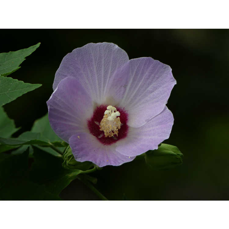 Hibiscus sinosyriacus 'Lilac Queen' - Chinese rose-of-Sharon