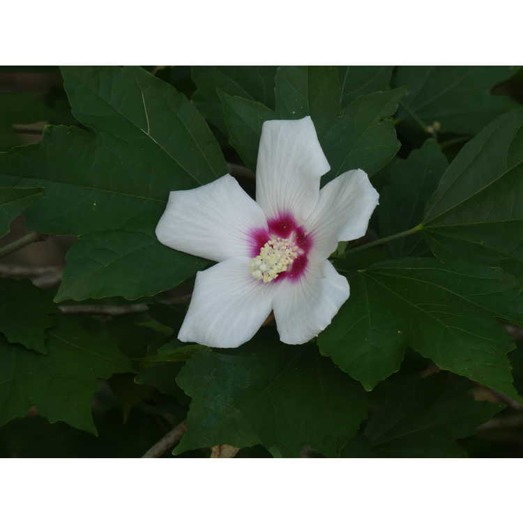 Hibiscus 'Lohengrin' - hybrid rose-of-sharon