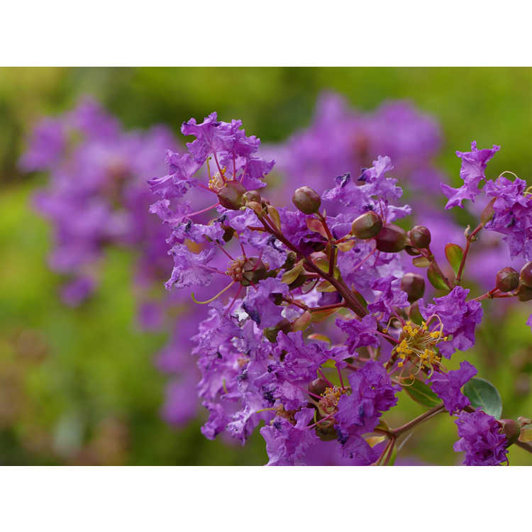 Lagerstroemia indica Orchid Cascade