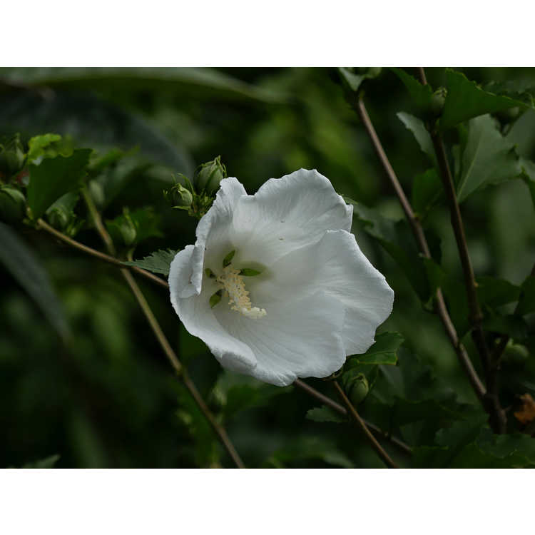 Hibiscus syriacus 'Diana' - rose-of-Sharon