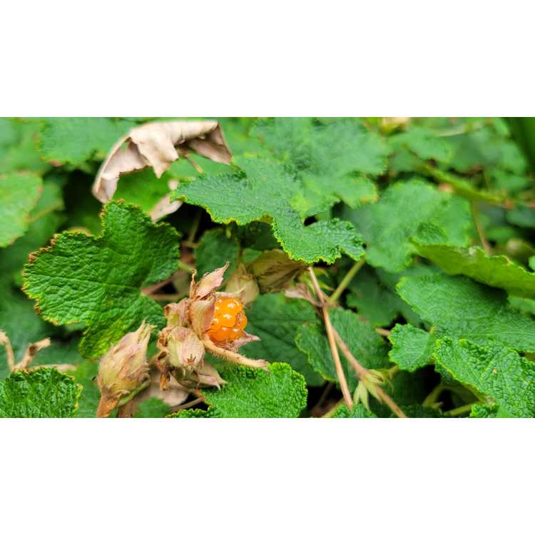 Rubus pentalobus - creeping raspberry