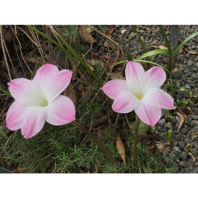 Zephyranthes Lily Pies