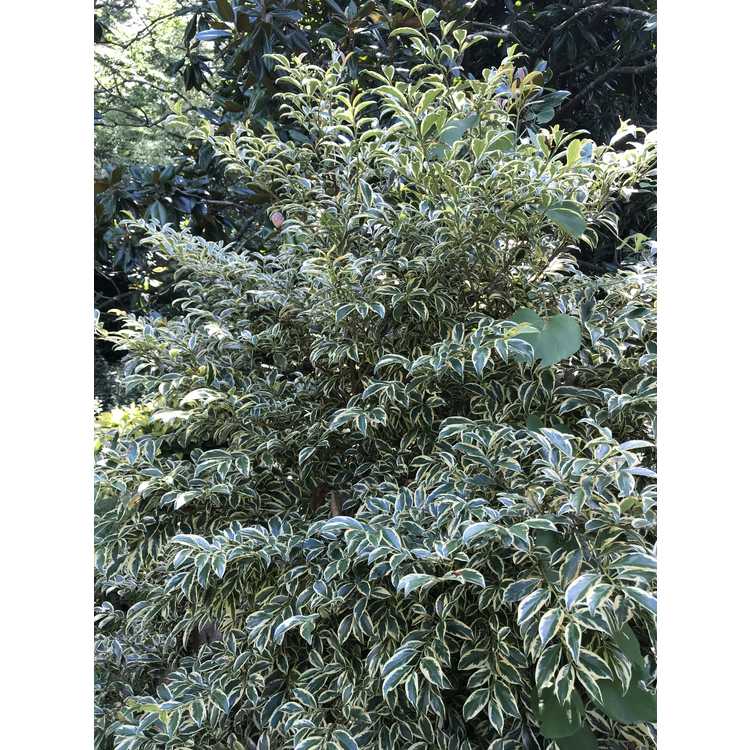 <em>Cleyera japonica</em> 'Variegata'