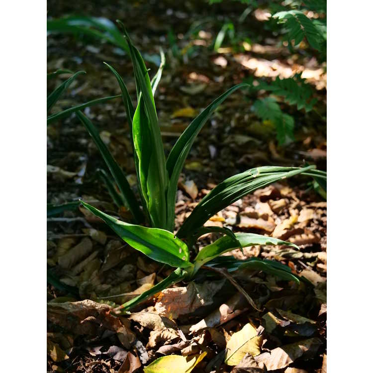 Rohdea japonica 'Kin Cho Ju' - sacred lily
