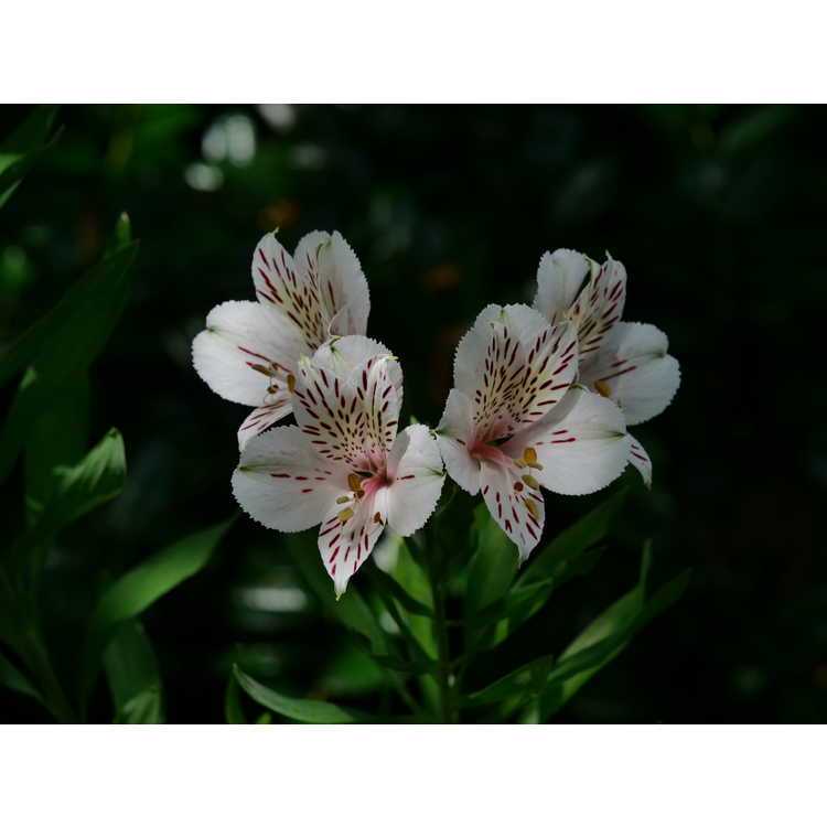 Alstroemeria 'Casablanca' - Peruvian lily