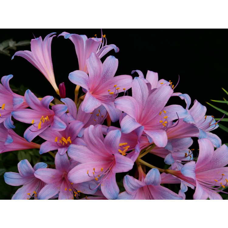 Lycoris sprengeri - tie-dye surprise-lily