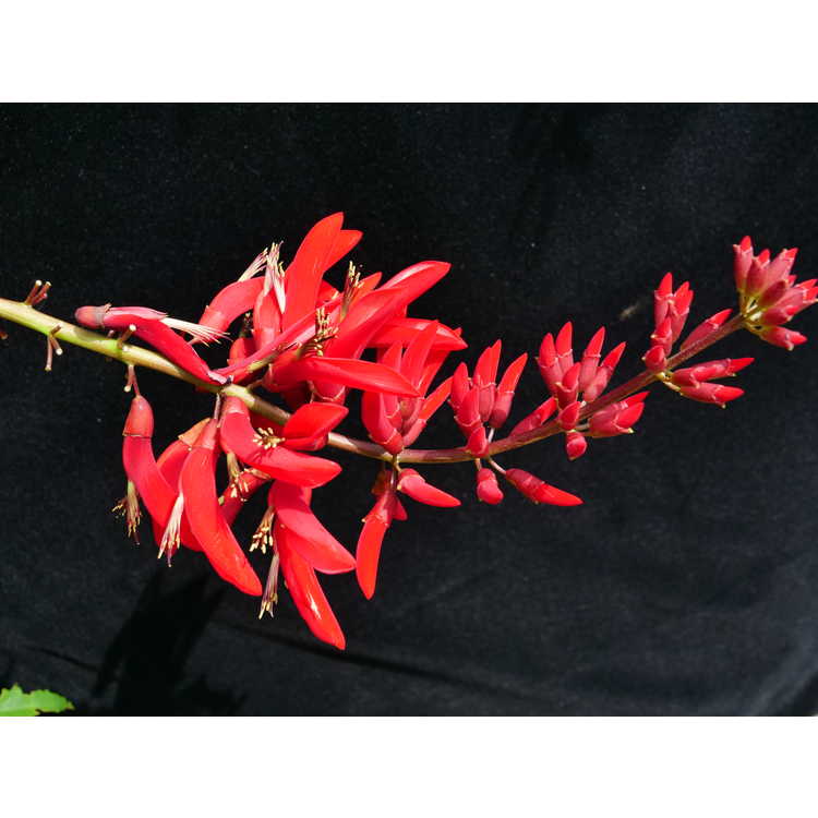 Erythrina ×bidwillii - coralbean hybrid