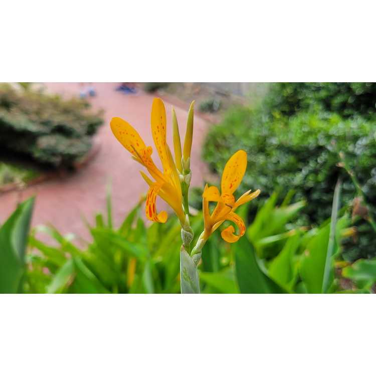 Canna compacta × C. patens - canna lily