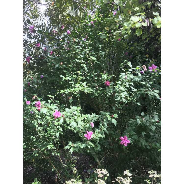 Hibiscus syriacus 'Boule de Feu' - rose-of-Sharon